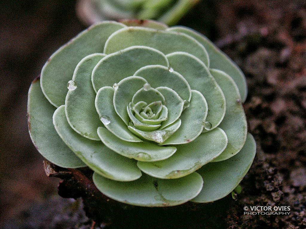 Bejeque